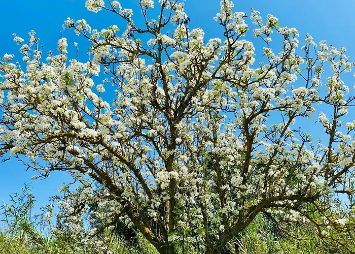 Bubu, Country-chic Semesterbostad Rom